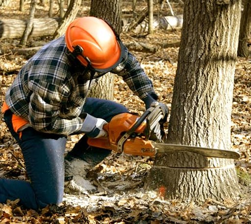 Tree Removal in Aberdeen, MS